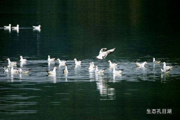 生态孔目湖-红嘴鸥